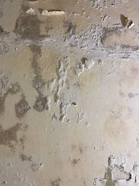 Best Emergency Mold Remediation in Biloxi, MS